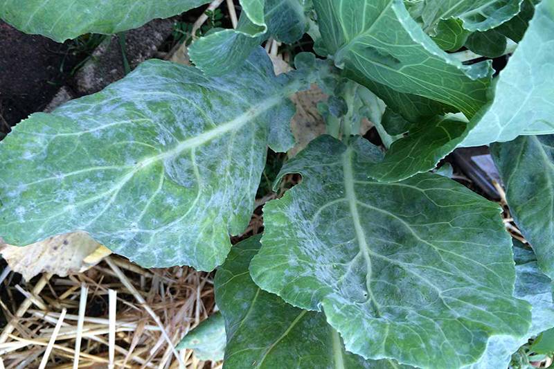 Erysiphe cruciferarum