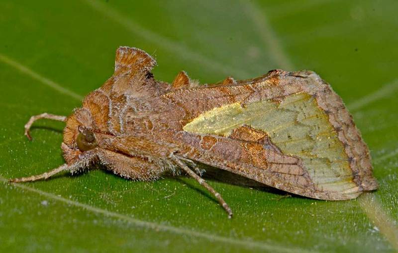 Thysanoplusia orichalcea