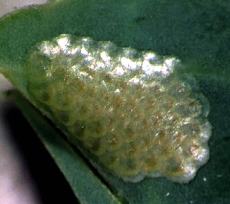 Crocidolomia binotalis 