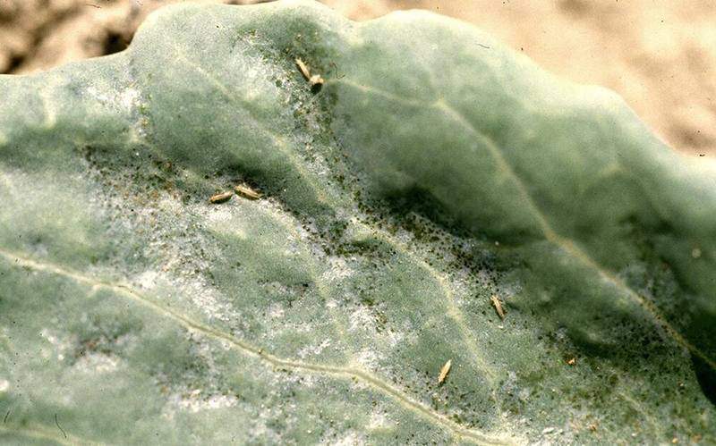 Thrips tabaci