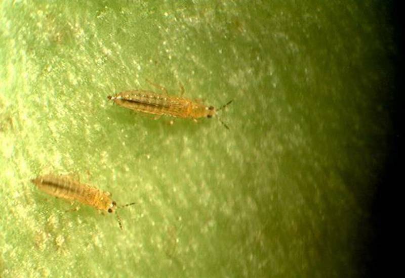 Thrips tabaci