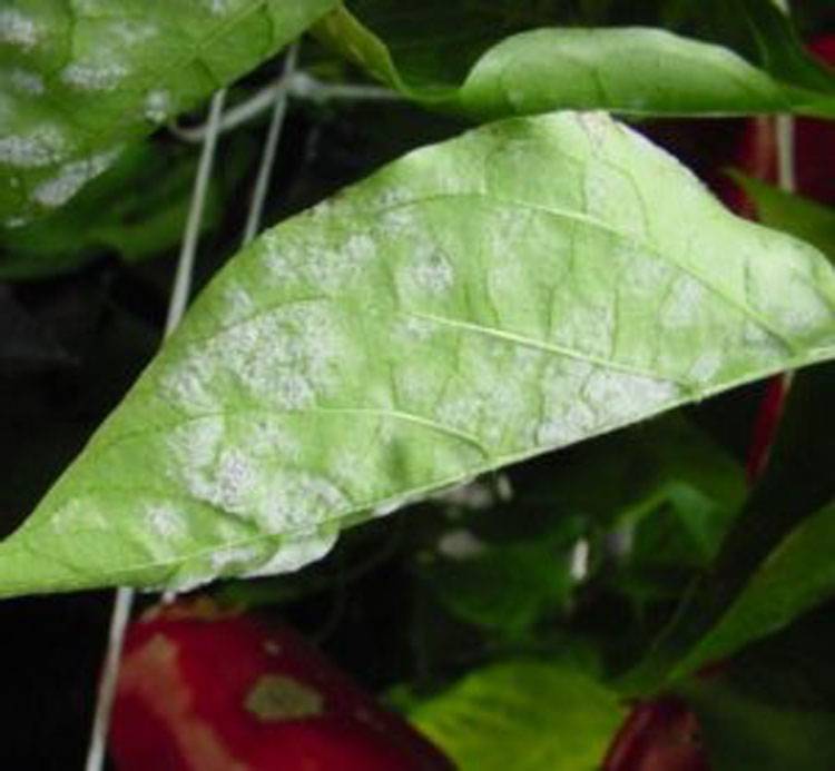 Leveillula taurica (syns. Oidiopsis taurica, Oidiopsis sicula)