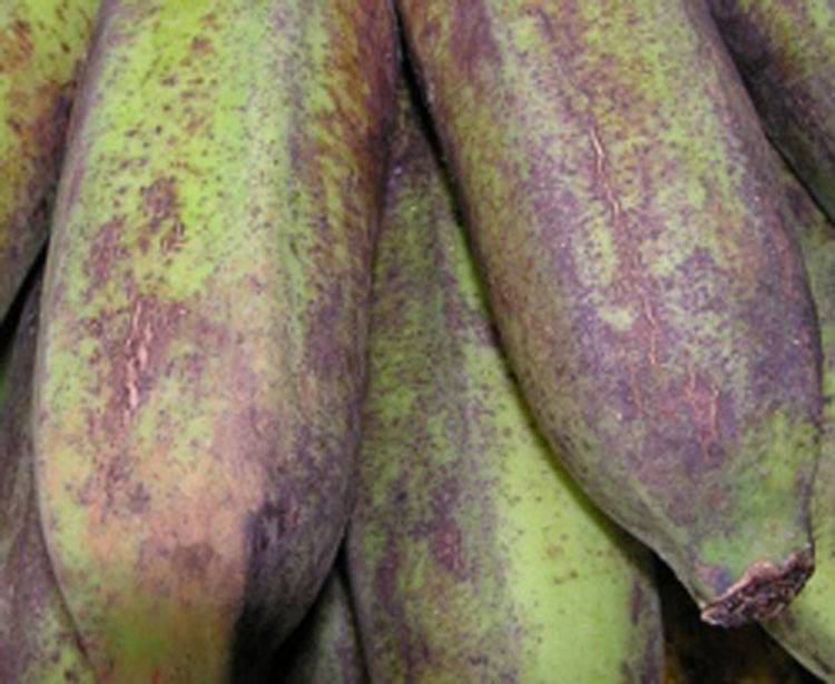 Banana Thrips
