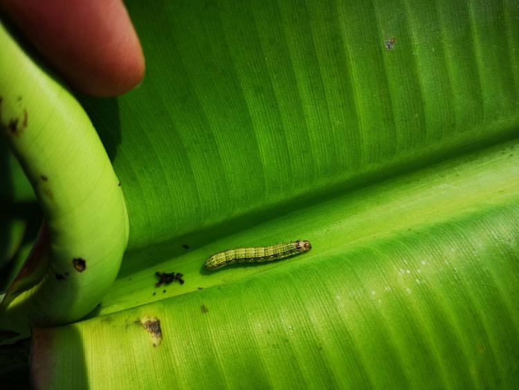 Banana Cut Worm