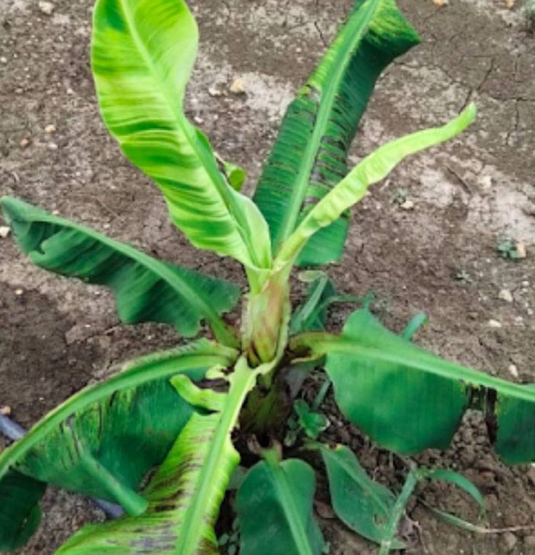 Vector: Aphids