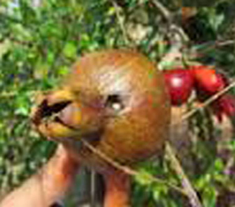 Pomegranate fruit borer