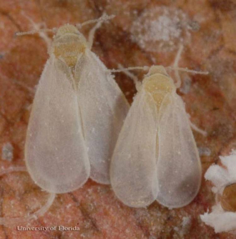 White Fly