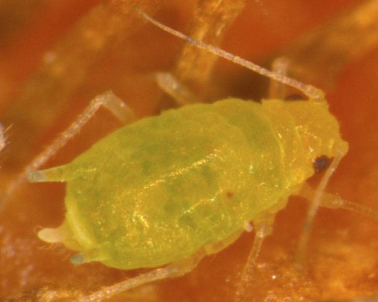 Aphids