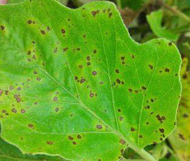 Cercospora melongenae
