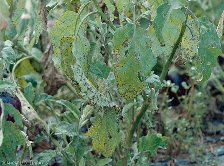 Alternaria solani