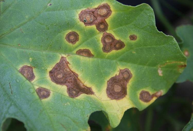 Alterneria cucumerina