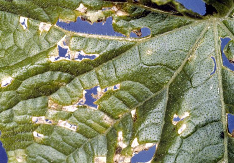 Pseudomonas Syringae