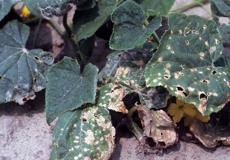 Pseudomonas Syringae
