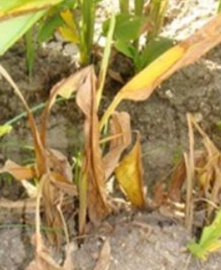 Pythium spp.