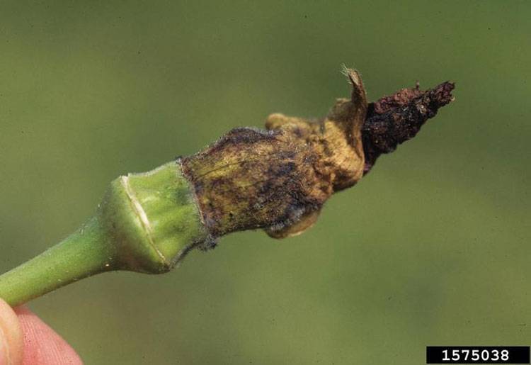 Choanephora cucurbitarum