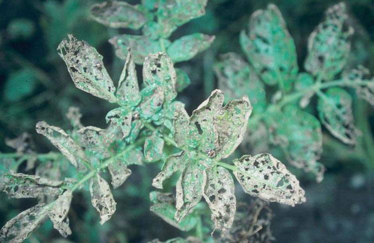 Henosepilachna vigintioctopunctata