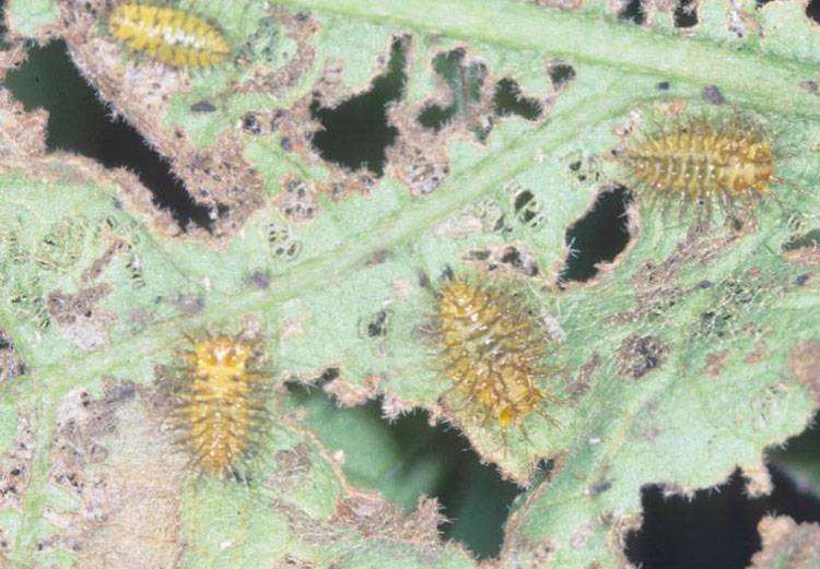 Henosepilachna vigintioctopunctata