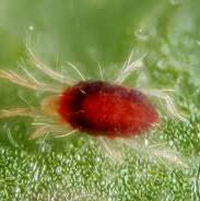 Spider mite