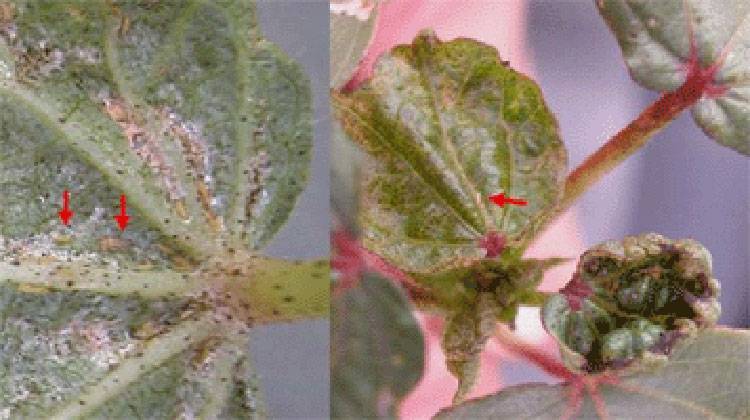 Thrips