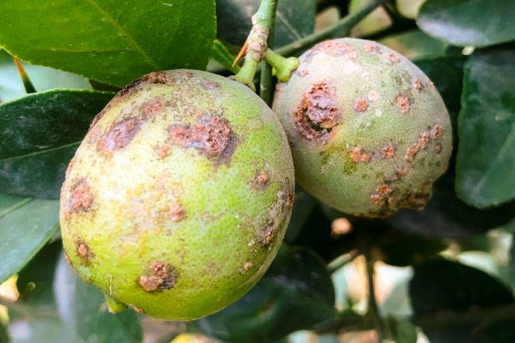Xanthomonas citri pv. citri