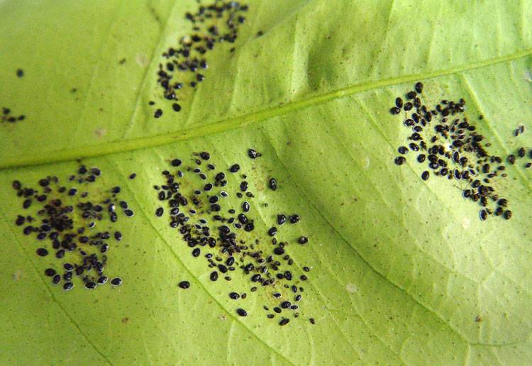 Aleurocanthus woglumi