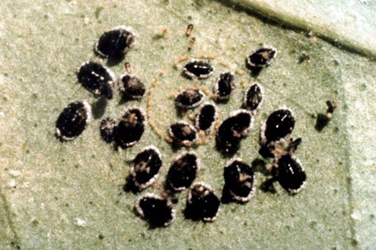 Aleurocanthus woglumi