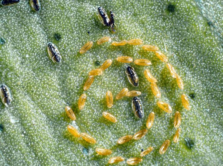 Aleurocanthus woglumi