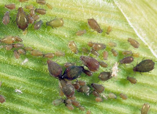 Aphids