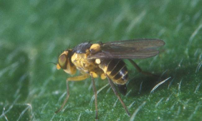 Leaf Miner