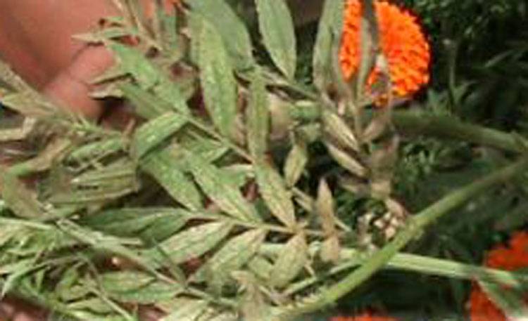 Thrips