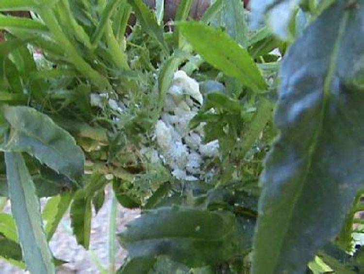 Mealybug