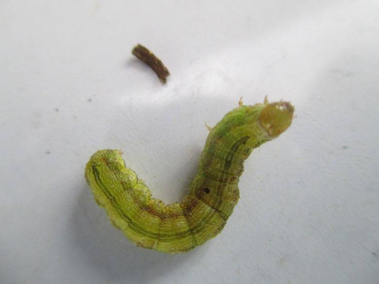 Helicoverpa armigera