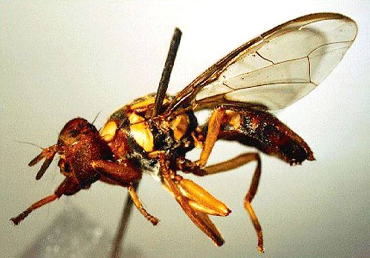 Bactrocera dorsalis
