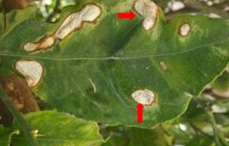 Colletotrichum gloeosporioides