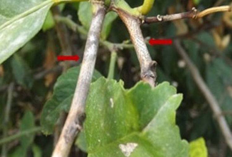 Colletotrichum gloeosporioides