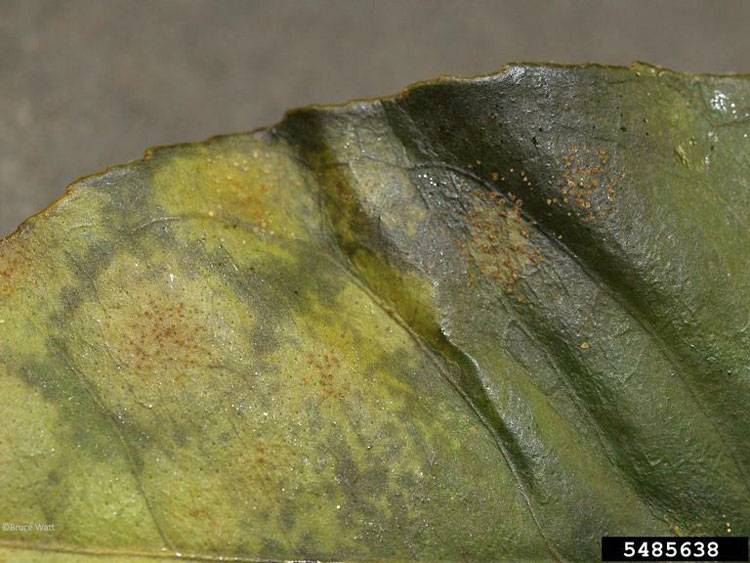 Colletotrichum gloeosporioides