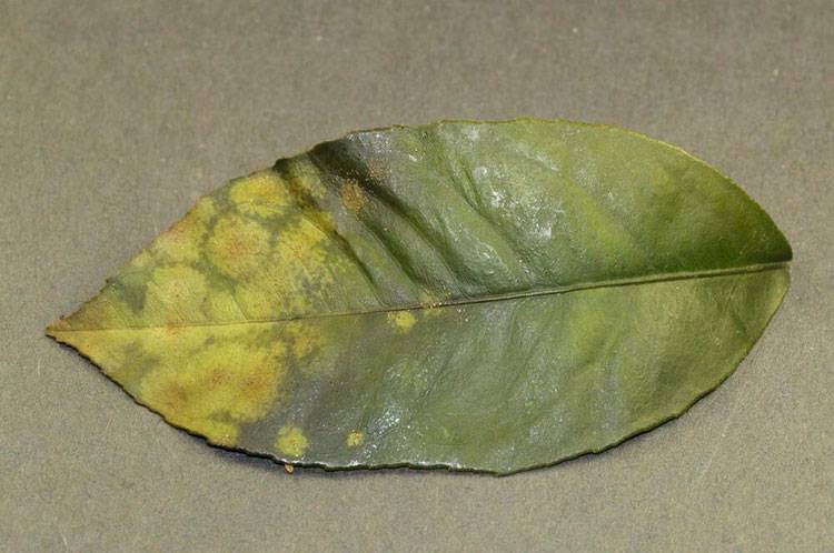 Colletotrichum gloeosporioides