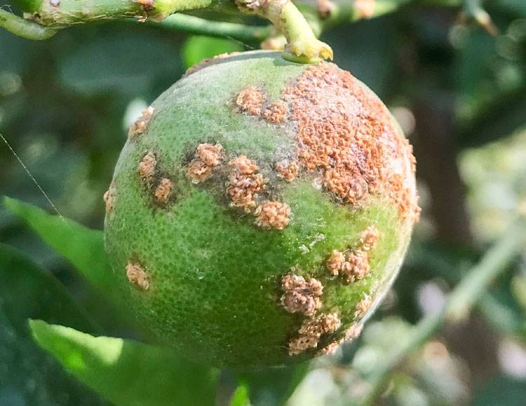Xanthomonas citri pv. citri