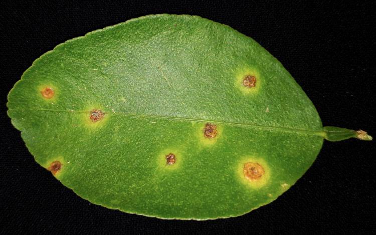 Xanthomonas citri pv. citri