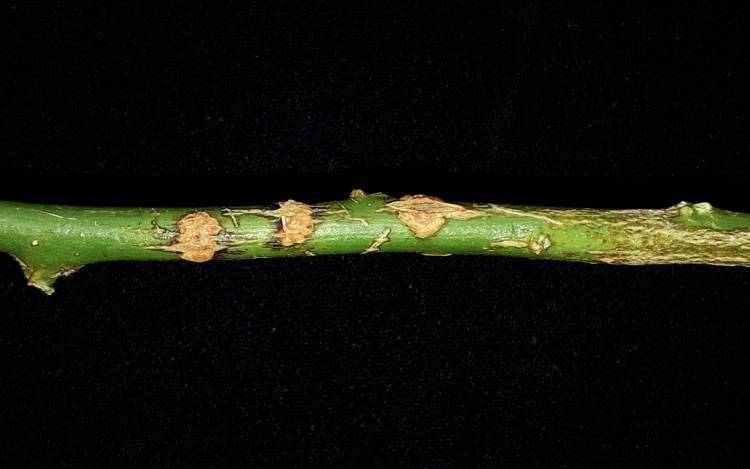 Xanthomonas citri pv. citri