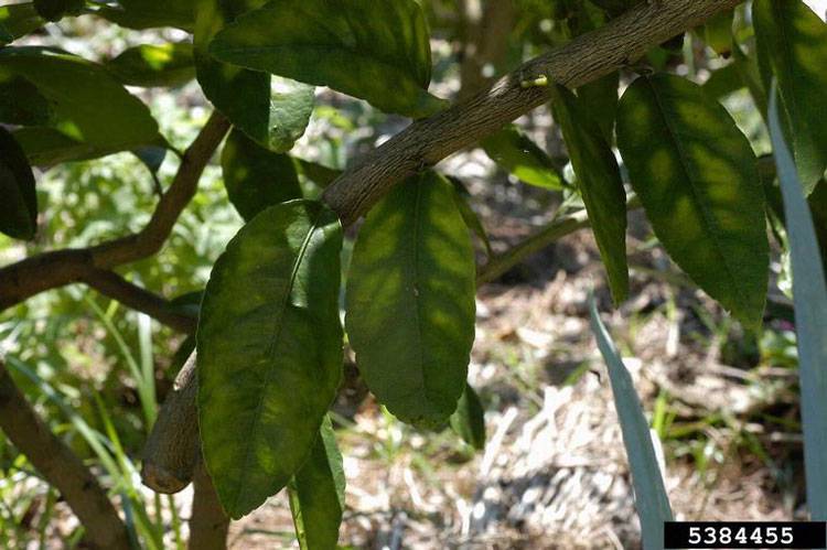 Liberobactor asiaticum 