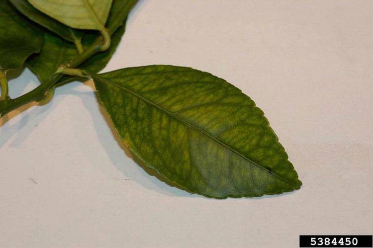 Liberobactor asiaticum 