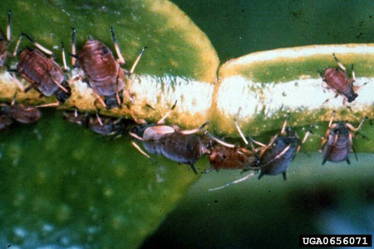  Toxoptera aurantii, T.citricida