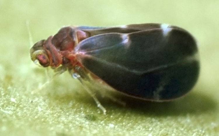 Aleurocanthus woglumi