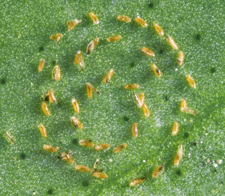 Aleurocanthus woglumi