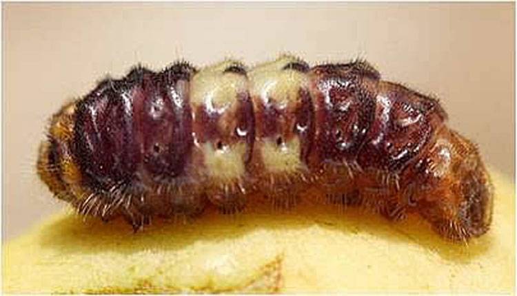 Deudorix (Virachola) isocrates