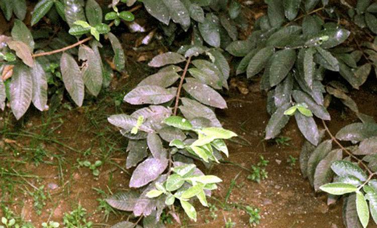 Aleurodicus dispersus