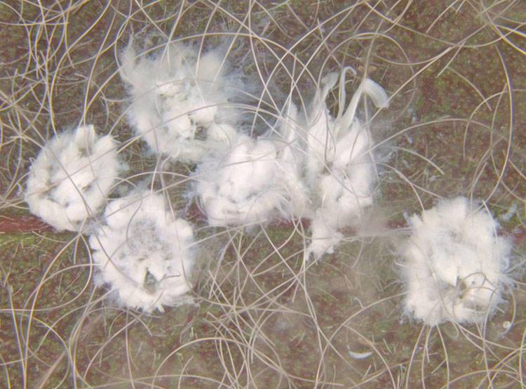 Aleurodicus dispersus