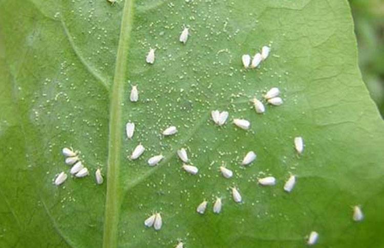 Aleurodicus dispersus