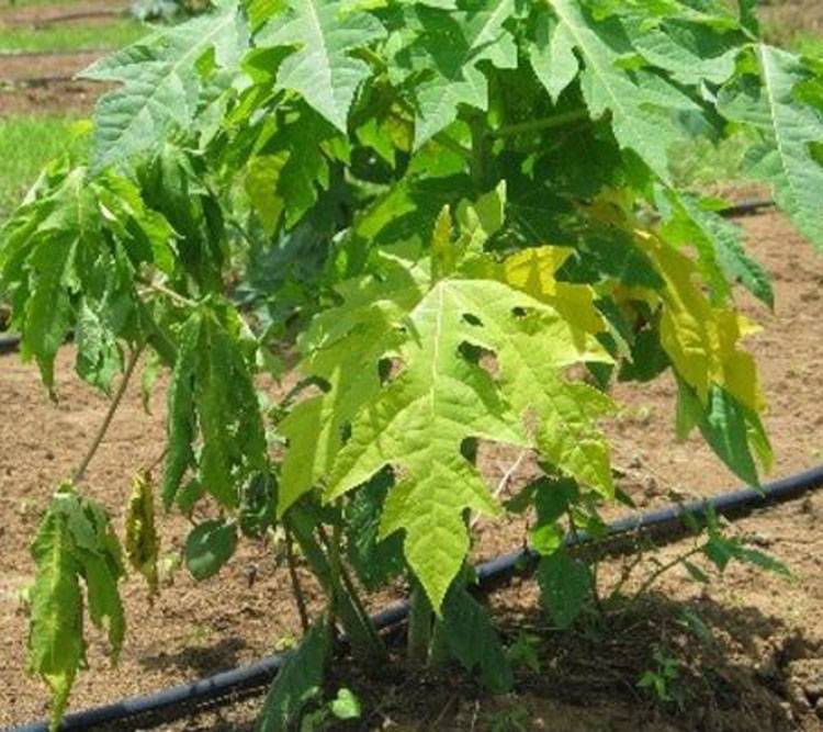 Phytophthora